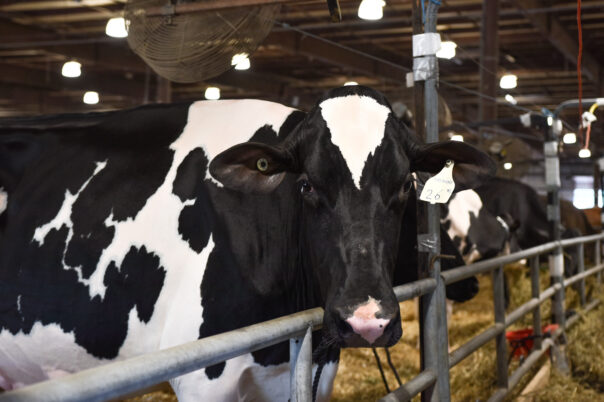 Cow at the fair