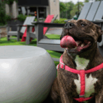 Pet-Friendly Spots