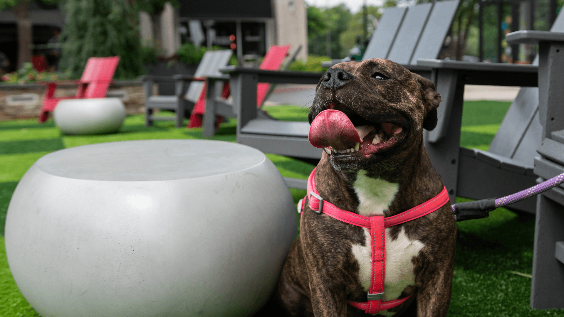 Pet-Friendly Spots