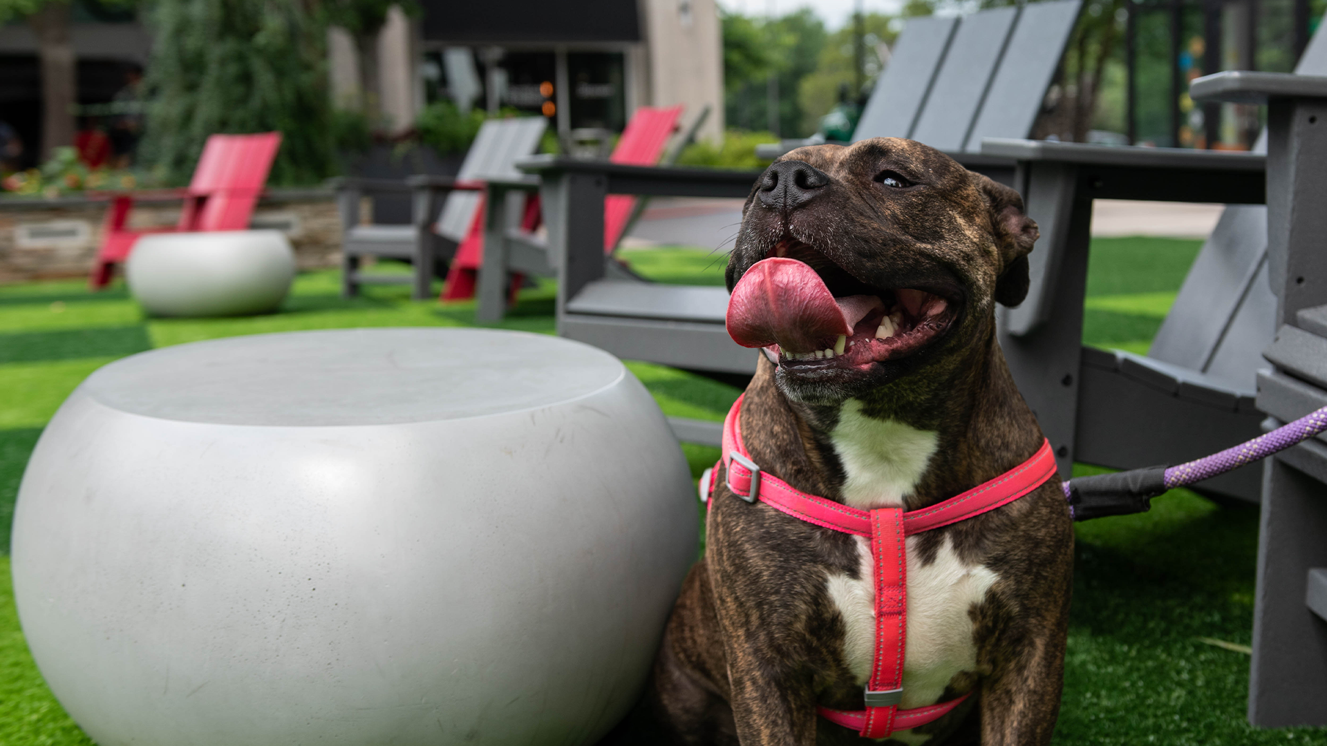 Pet-Friendly Spots