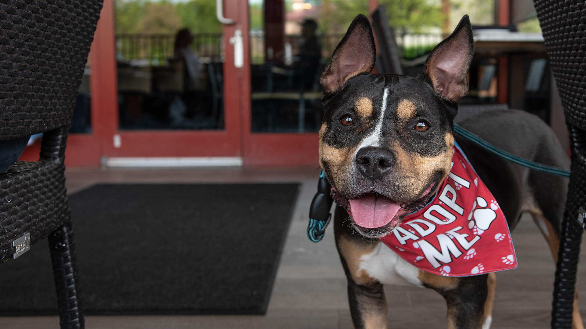 Pet-Friendly Spots