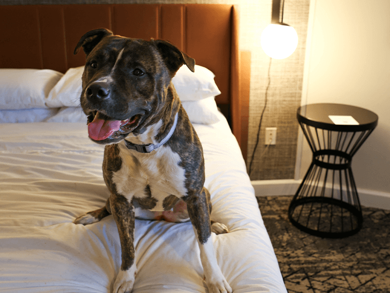 Hotels