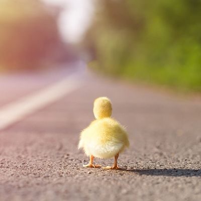 Opera Outreach Ensemble – The Ugly Duckling