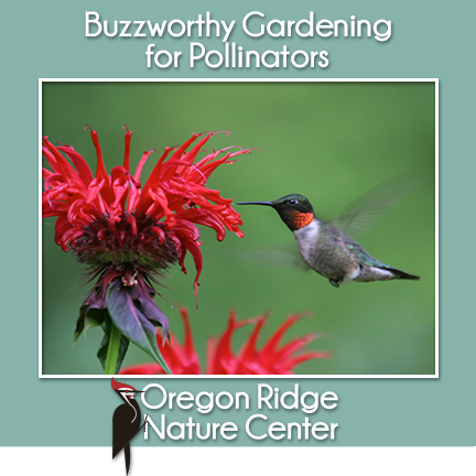 Buzzworthy Gardening for Pollinators