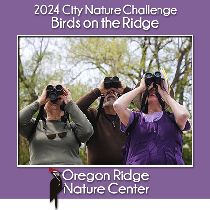 City Nature Challenge – Birds on the Ridge