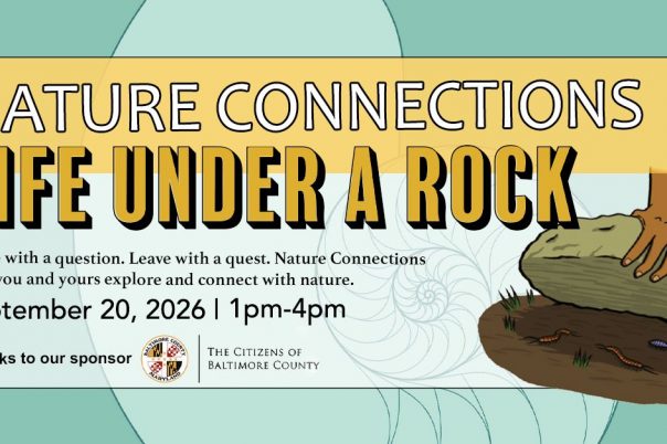 Life Under a Rock -What Lives on the Forest Floor?