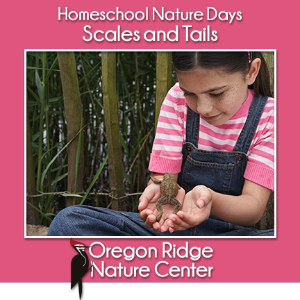 Homeschool Nature Days – Scales and Tails