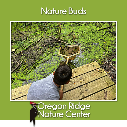 Nature Buds – Wetlands