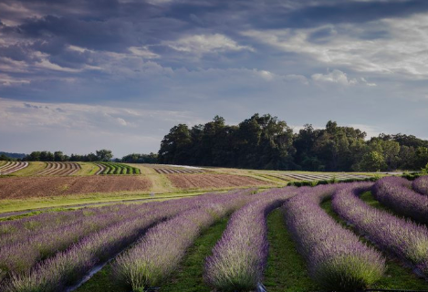 Lavender Festival