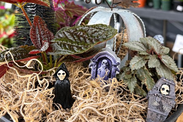 Pumpkins, Potions & Plants