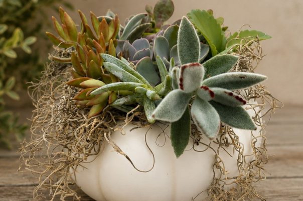 Succulent Centerpiece: A Thanksgiving Workshop