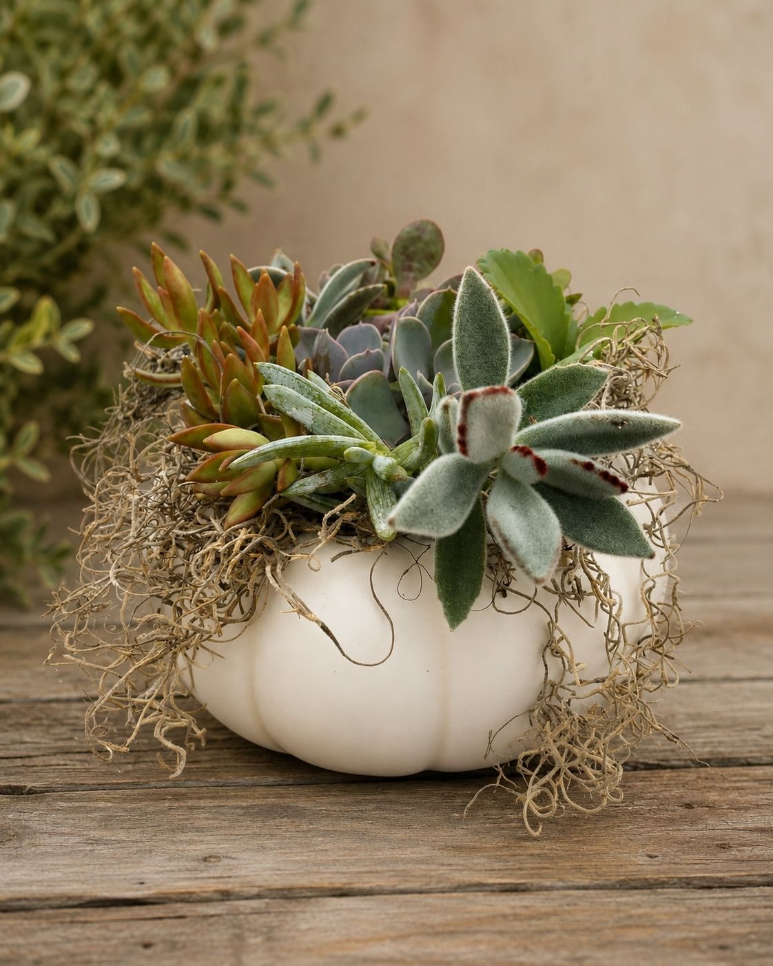 Succulent Centerpiece: A Thanksgiving Workshop