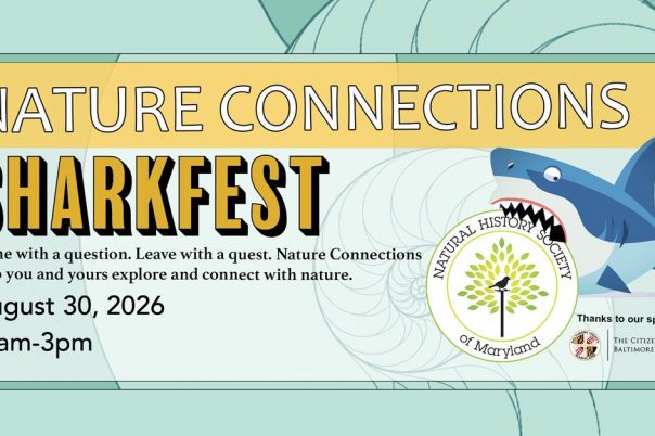 Sharkfest